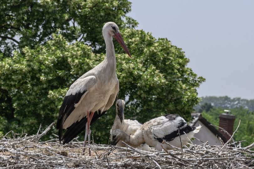 504968833 1108217044670907 5402089377326774760 n