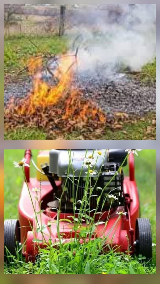 645707053 1570182084952626 8453739314744159512 n