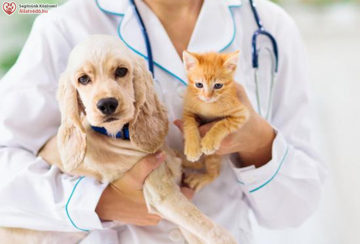 img 226 1 copy copy copy